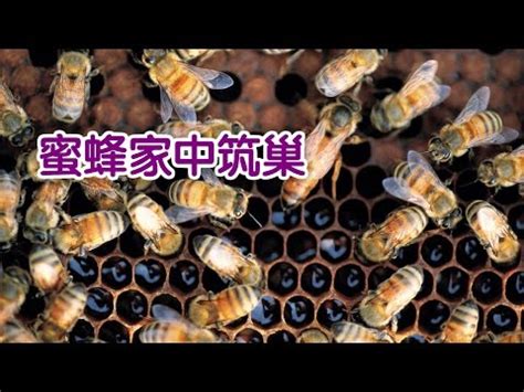 蜜蜂風水|【蜜蜂到家裡築巢】蜜蜂到家裡築巢：徵兆、吉凶禍福。